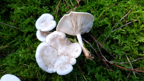 Clitocybe dealbata