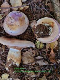 Phlegmacium balteatocumatile