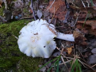 Agaricus sylvicola