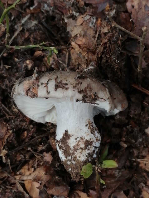 Hygrophorus marzuolus