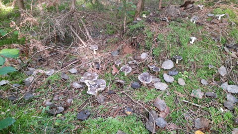 Tricholoma portentosum