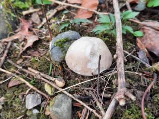 Calocybe gambosa