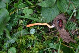 Cordyceps militaris