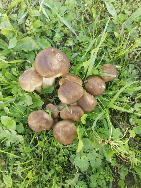 Lyophyllum loricatum