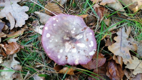 Russula romellii