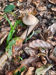 Mycetinis alliaceus