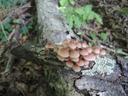 Mycena renati