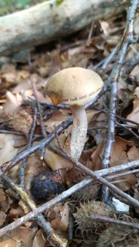 Leccinellum pseudoscabrum