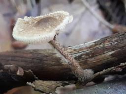 Lentinus arcularius