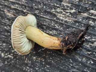 Tricholoma bufonium