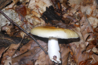 Russula solaris