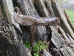 Pluteus atromarginatus