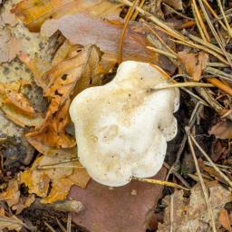 Clitopilus prunulus