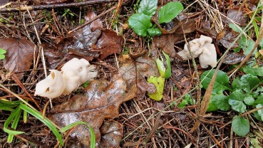 Helvella crispa