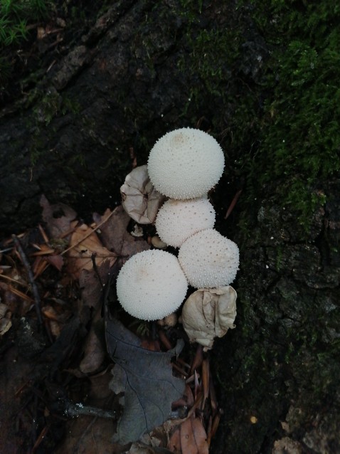 Lycoperdon perlatum