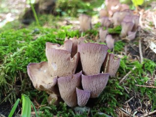 Gomphus clavatus