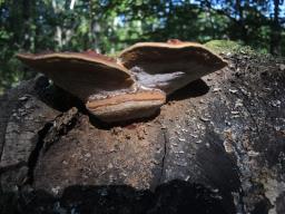 Ganoderma pfeifferi