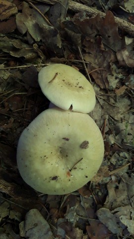 Russula violeipes