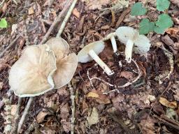 Megacollybia platyphylla