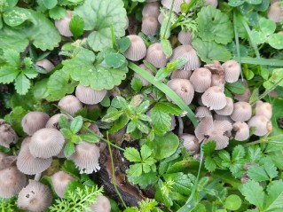 Coprinellus disseminatus