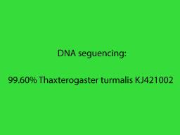 Thaxterogaster turmalis