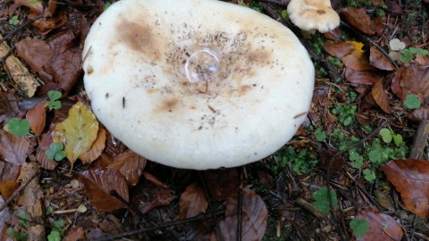 Lactifluus vellereus