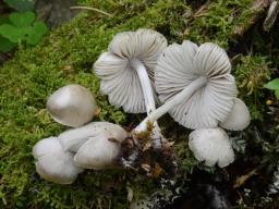 Mycena niveipes