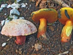 Rubroboletus rhodoxanthus