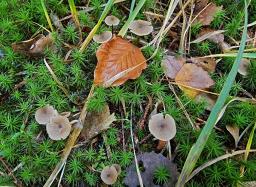 Entoloma juncinum