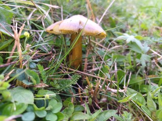 Hygrocybe conica