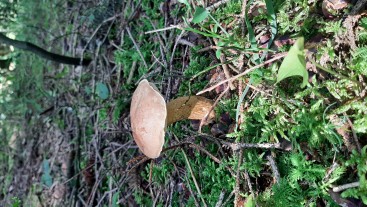 Tylopilus felleus