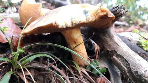 Suillus variegatus