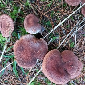 Tricholoma vaccinum