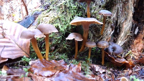 Craterellus tubaeformis