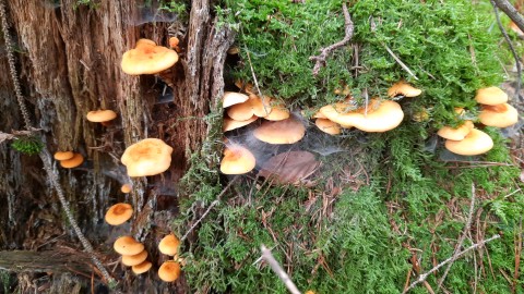 Hygrophoropsis aurantiaca