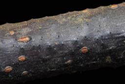 Massaria conspurcata