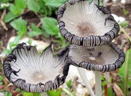 Coprinopsis lagopus