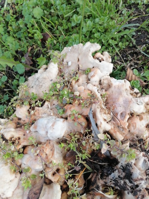 Laetiporus sulphureus