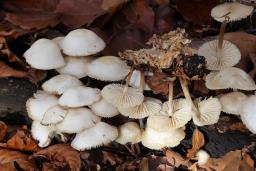 Marasmius wynneae