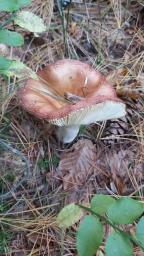 Russula paludosa