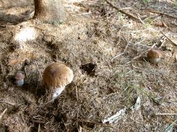 Boletus edulis