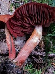 Cortinarius sanguineus