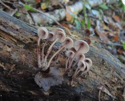 Mycena haematopus