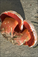 Rubroboletus rhodoxanthus