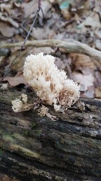 Artomyces pyxidatus