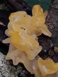 Tremella mesenterica