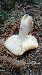 Russula grata