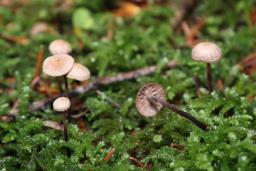 Paragymnopus perforans