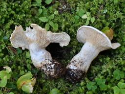 Aspropaxillus candidus