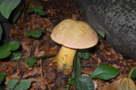 Suillellus luridus